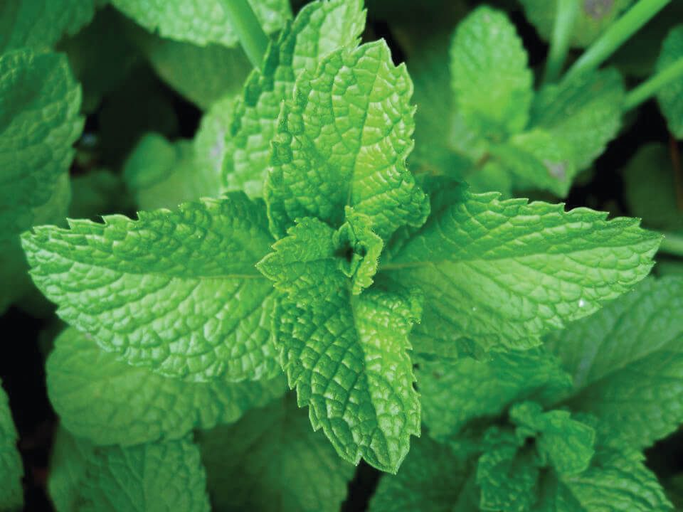 Mint Twist of Peppermint NEW2025