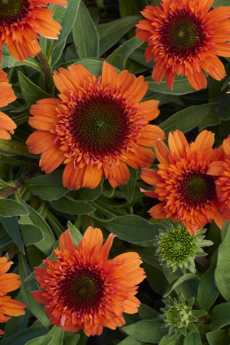 Moab Sunset Coneflower