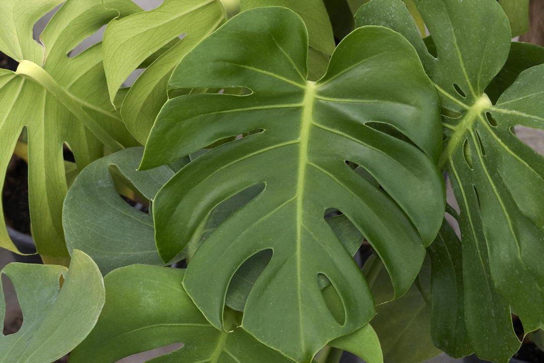 Monstera Deliciosa - Swiss Cheese Plant