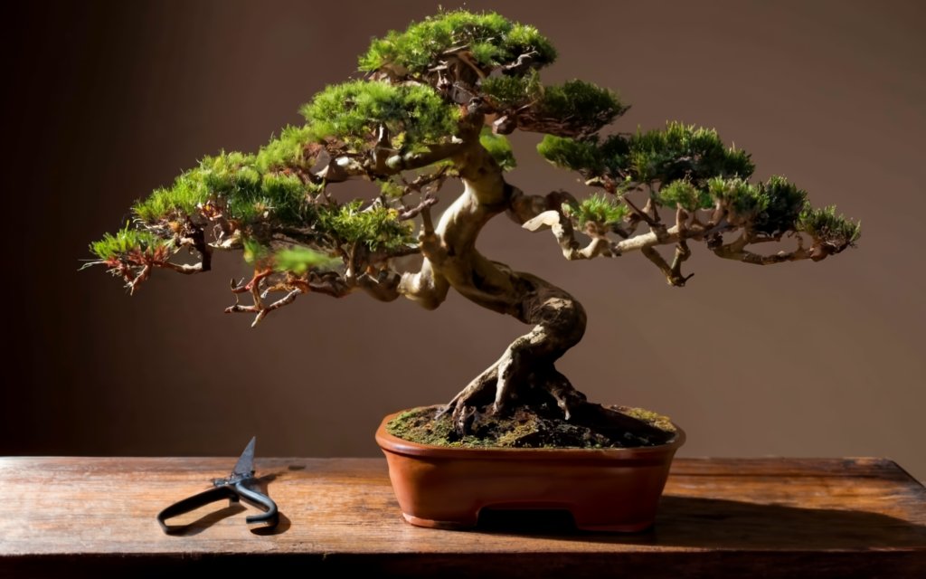 Build A Bonsai Class