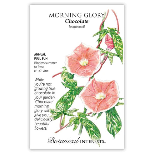 Morning Glory Chocolate Seeds