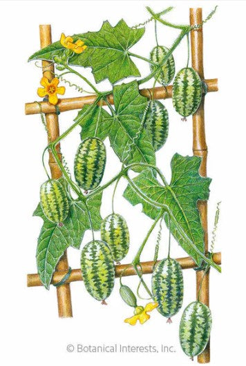 Mouse Melon Cucamelon Melon Seeds