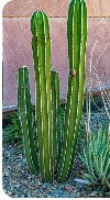 Mexican FencePost Cactus