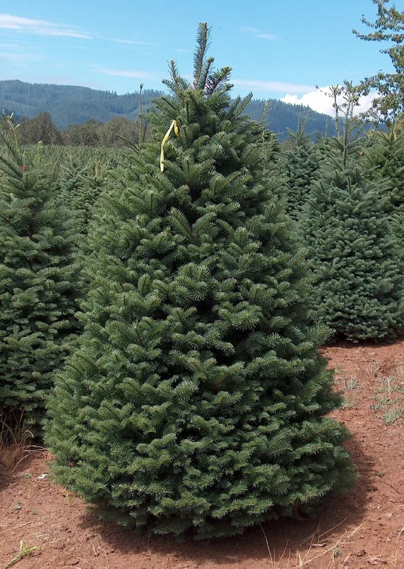 NOBLE FIR Fresh Cut CHRISTMAS TREE