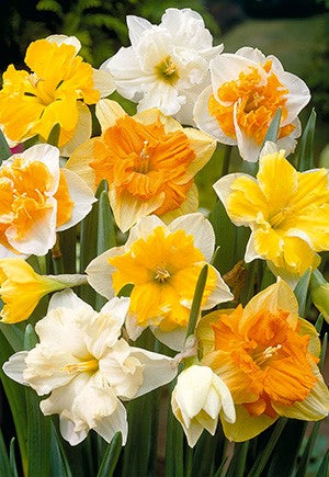 Narcissus 'Butterfly' Mixture