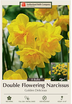 Narcissus 'Golden Delicious'