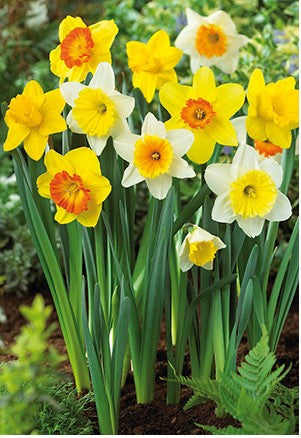Narcissus Large-Cupped Mix