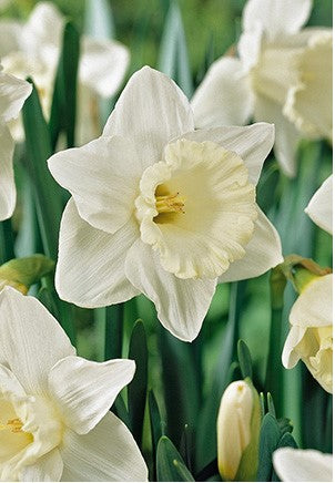 Narcissus 'Mount Hood'