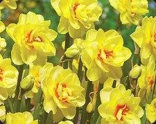 Narcissus 'Sunny Day'