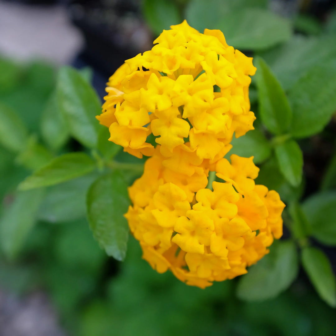 New Gold Lantana