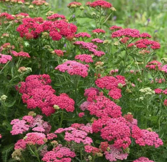 Achillea New Vintage Rose