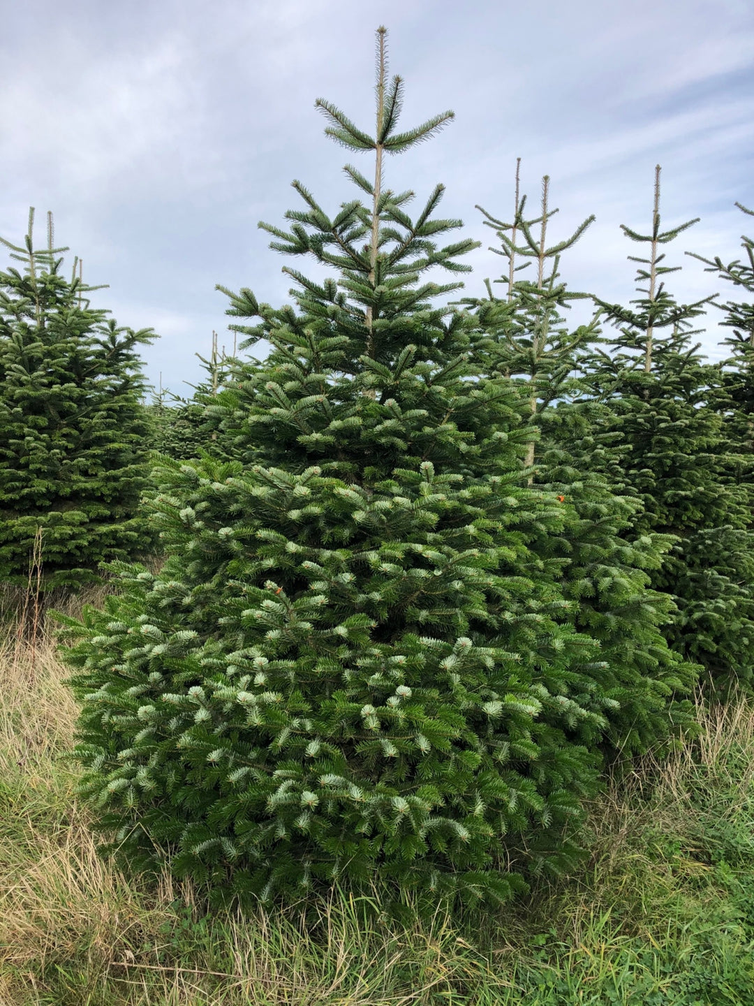 NORDMANN FIR Fresh Cut CHRISTMAS TREE
