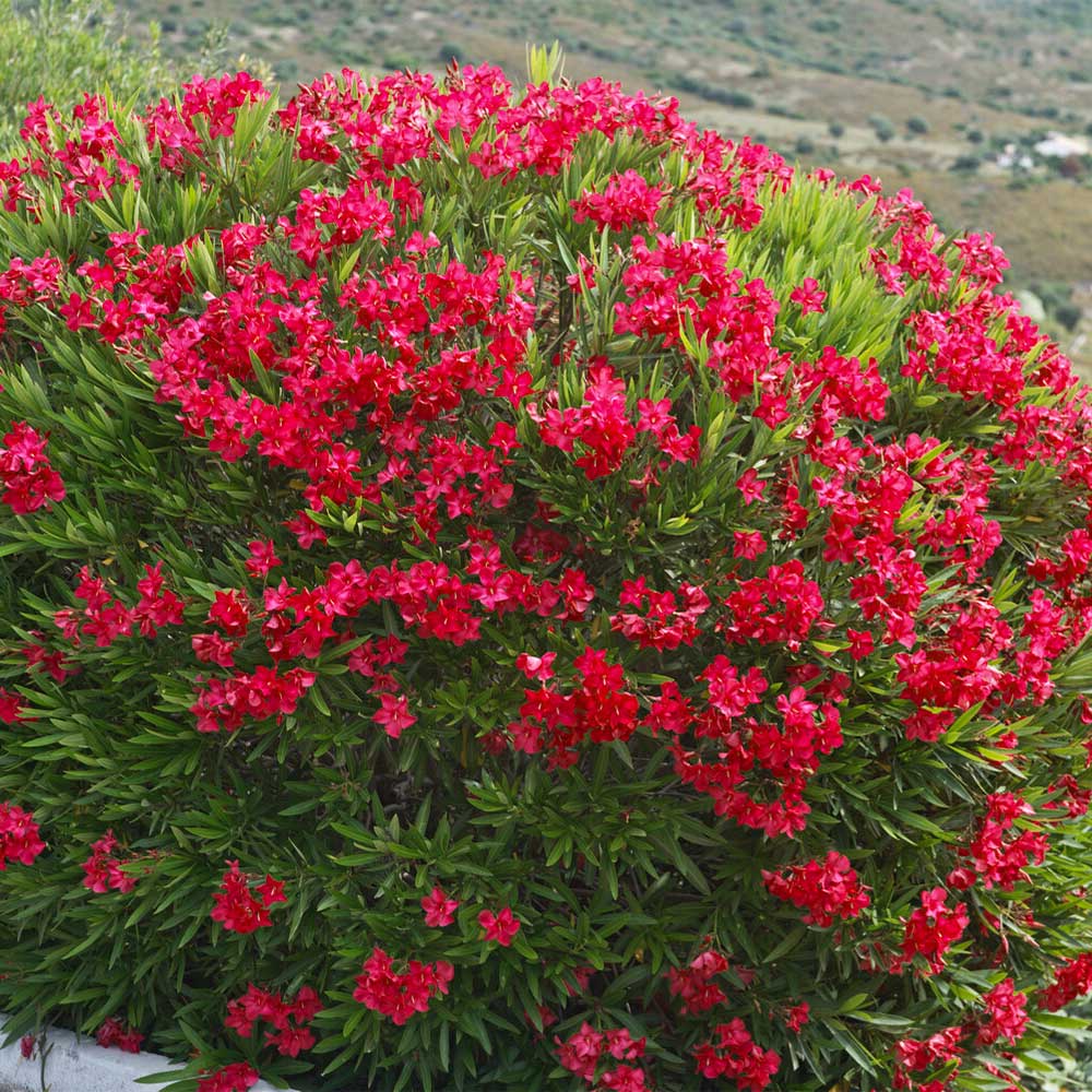oleander herbicide Oleander Bush - Red
