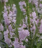 Obedient Plant