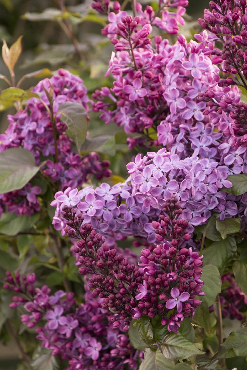 Old Glory Lilac 5 Gal pot
