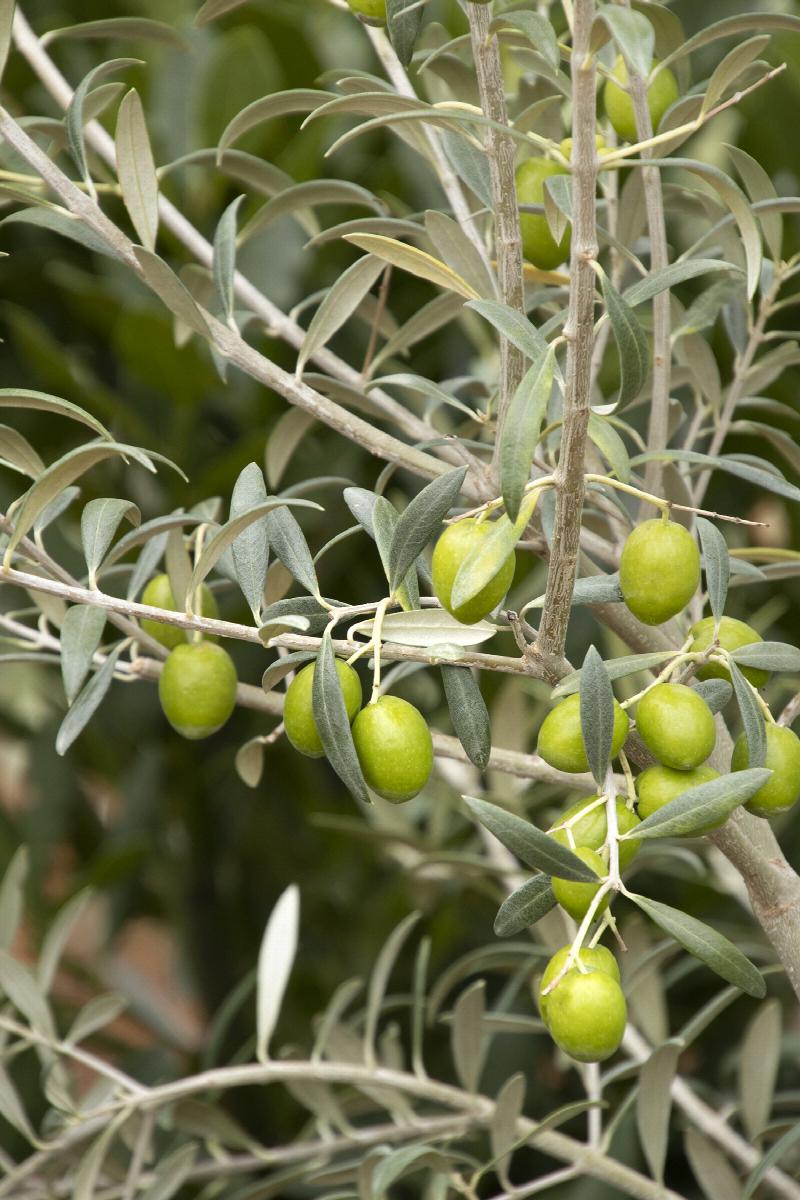 Haas Improved Manzanillo Fruiting Olive