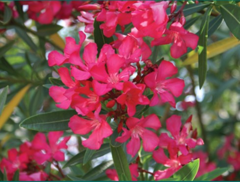 OLEANDER HARDY RED