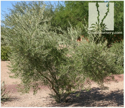 Fruitless Olive