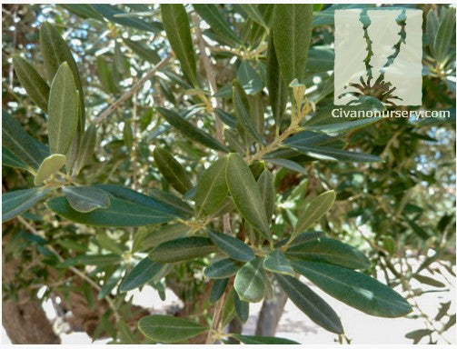 Fruitless Olive