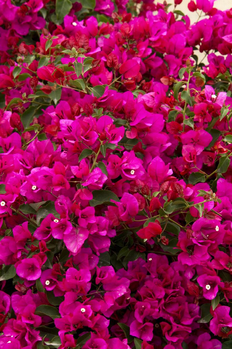 Oo-La-La® Bougainvillea