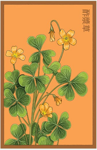 oxalis plant seeds Oxalis Flower Seeds Pkt