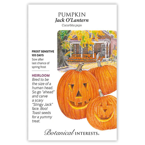 Pumpkin Jack O' Lantern Seeds
