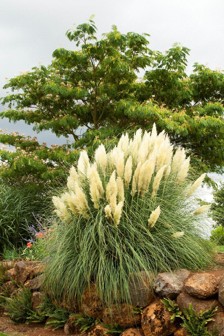 Ivory Feathers® Dwarf Pampas Grass