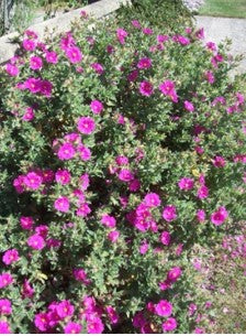 Pavonia Rock Rose
