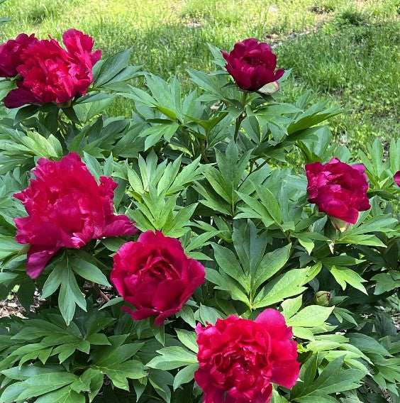 Garden Candy™ Candy Apple Itoh Peony