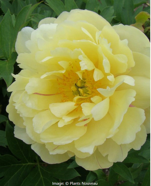 Garden Candy™ Pineapple Fizz™ Itoh Peony