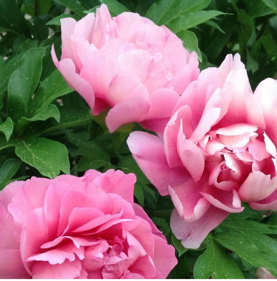 Garden Candy™ Strawberry Swirl Itoh Peony