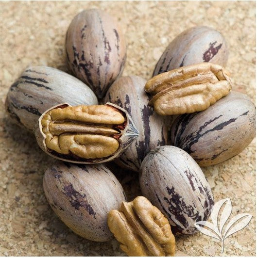 Peruque Pecan