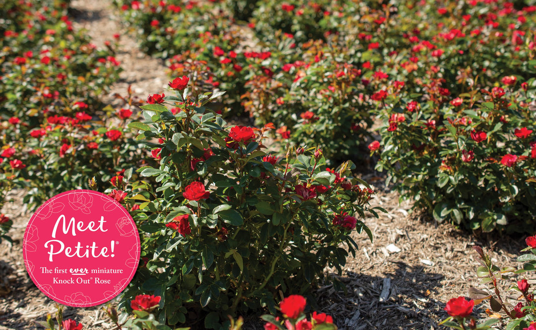PETITE KNOCK OUT ROSE