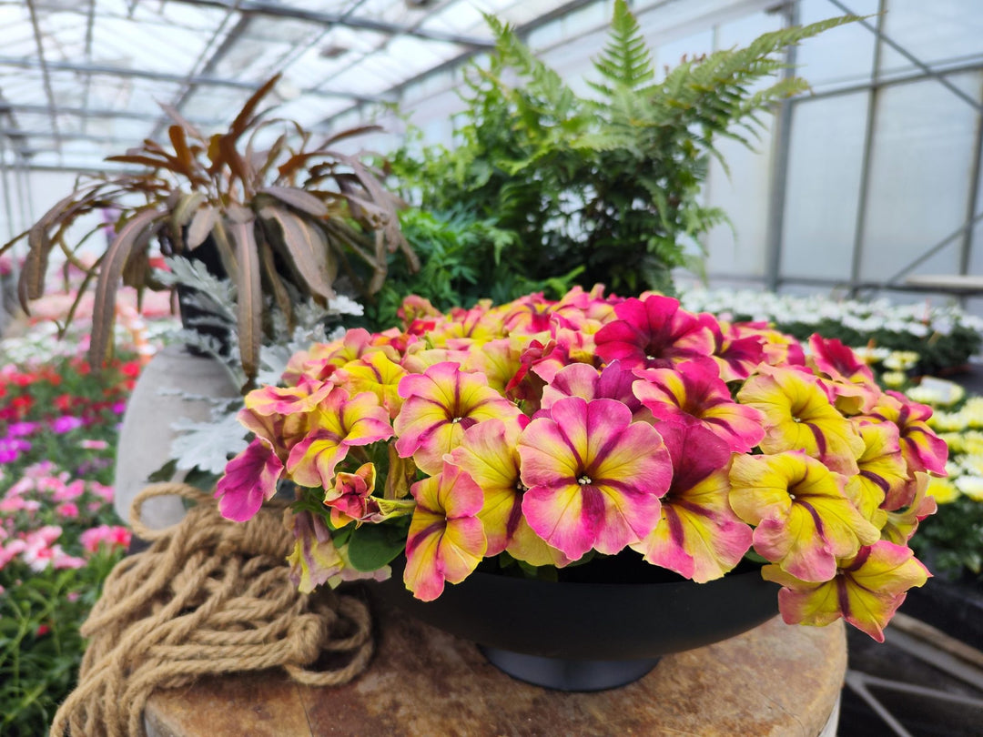 Petunia Shake Raspberry NEW 2025