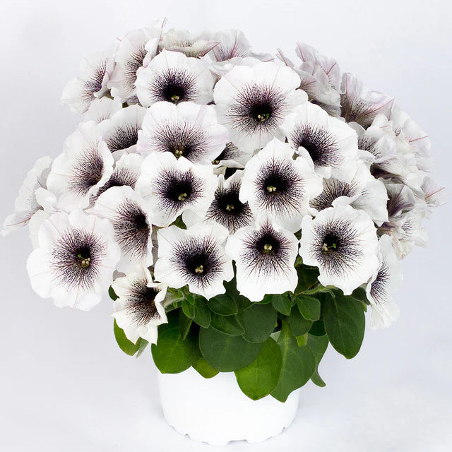 Petunia CrazyTunia Black and White NEW 2025