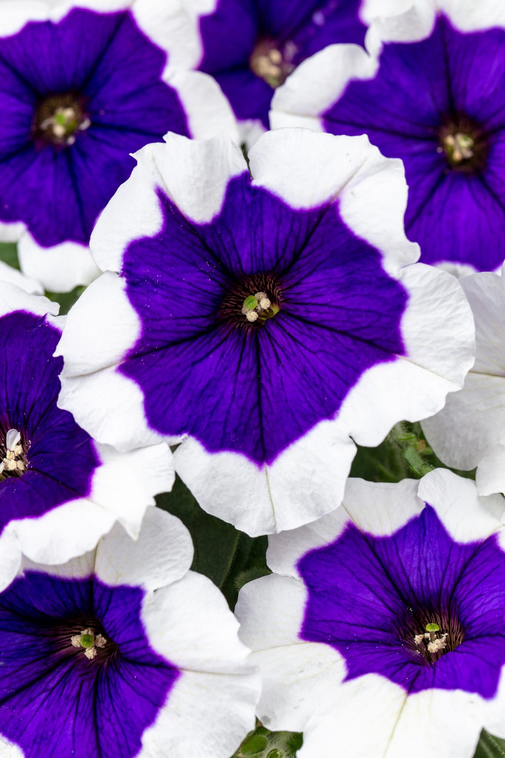 Crazytunia Blue Picotee Petunia LOCALLY GROWN