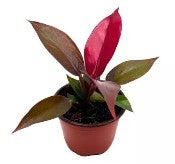 Philodendron 'Sun Red'