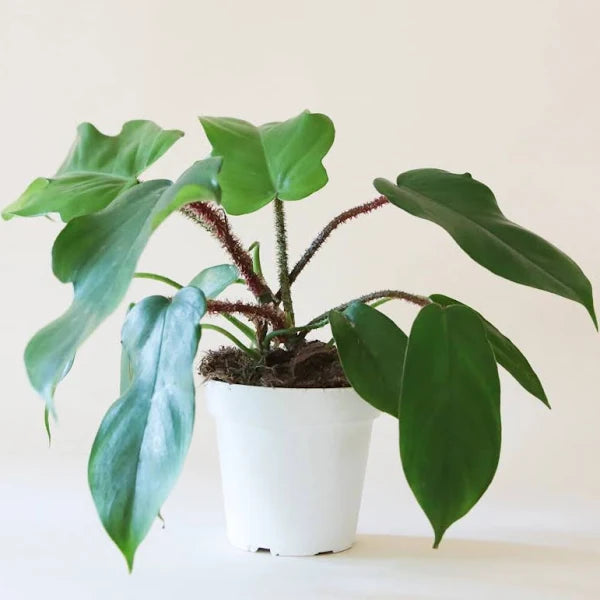 Philodendron Squamiferum | Little Red Nursery, LLC
