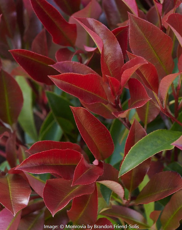 photinia dynamo red Red Dynamo Photinia