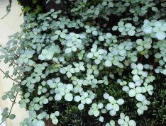 Pilea glauca 'Aquamarine'