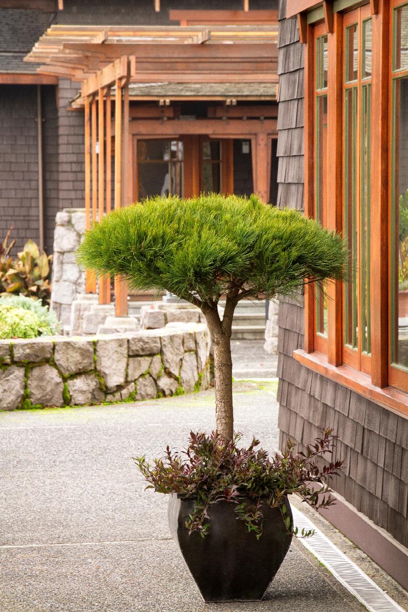 Compact Tanyosho Japanese Red Pine
