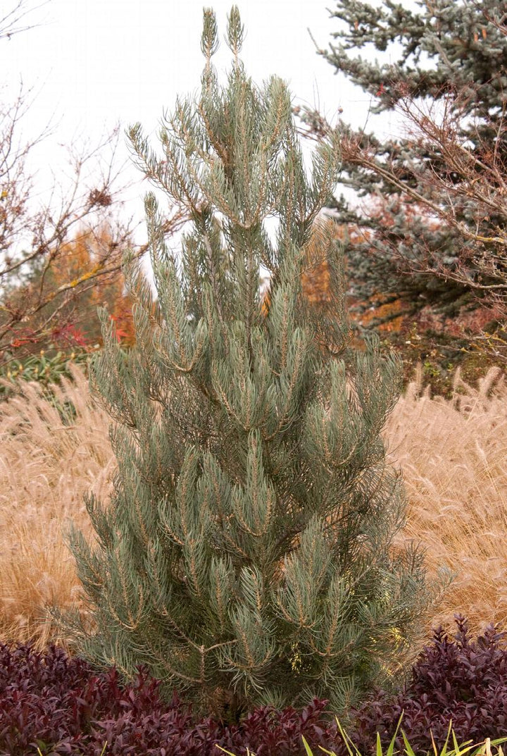 Singleleaf Pinon