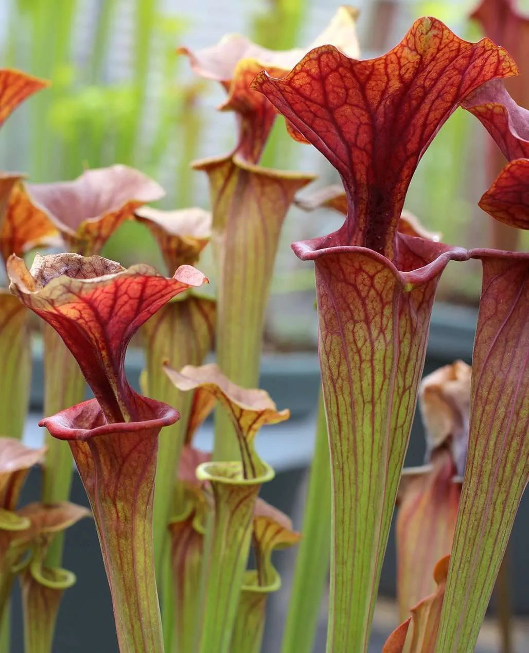 Pitcher Plant - Sarracenia