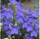 Platycodon Blue