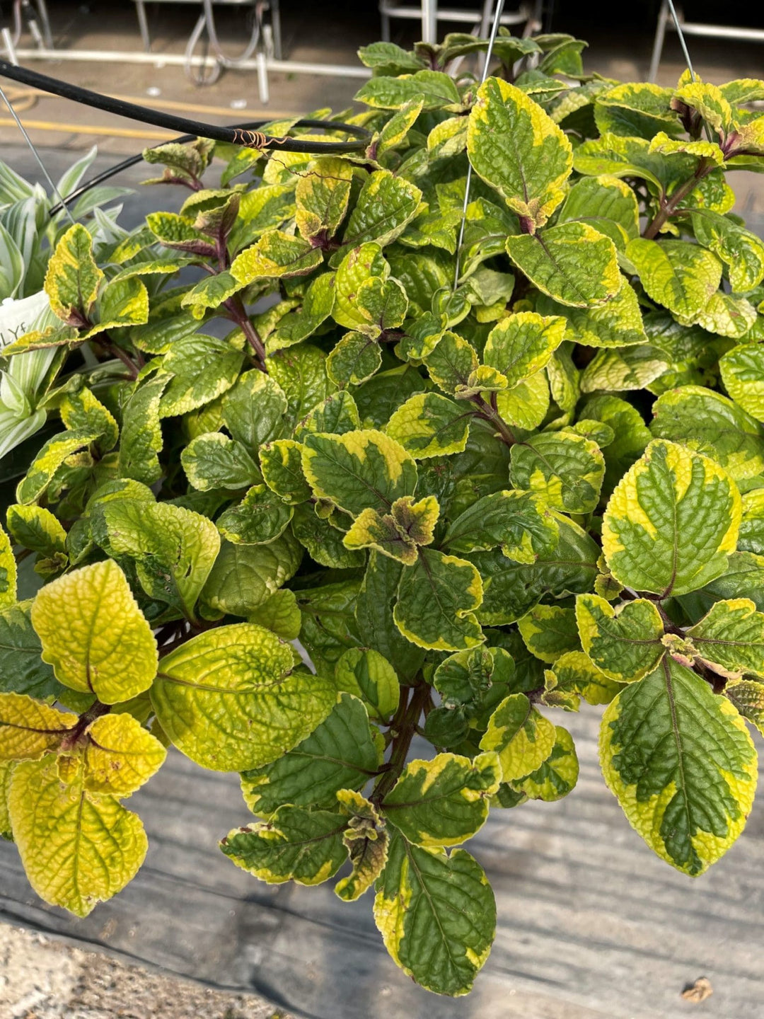Plectranthus guacamole