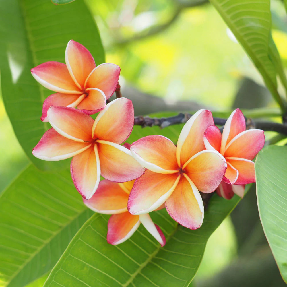 Plumeria Assort. Colors