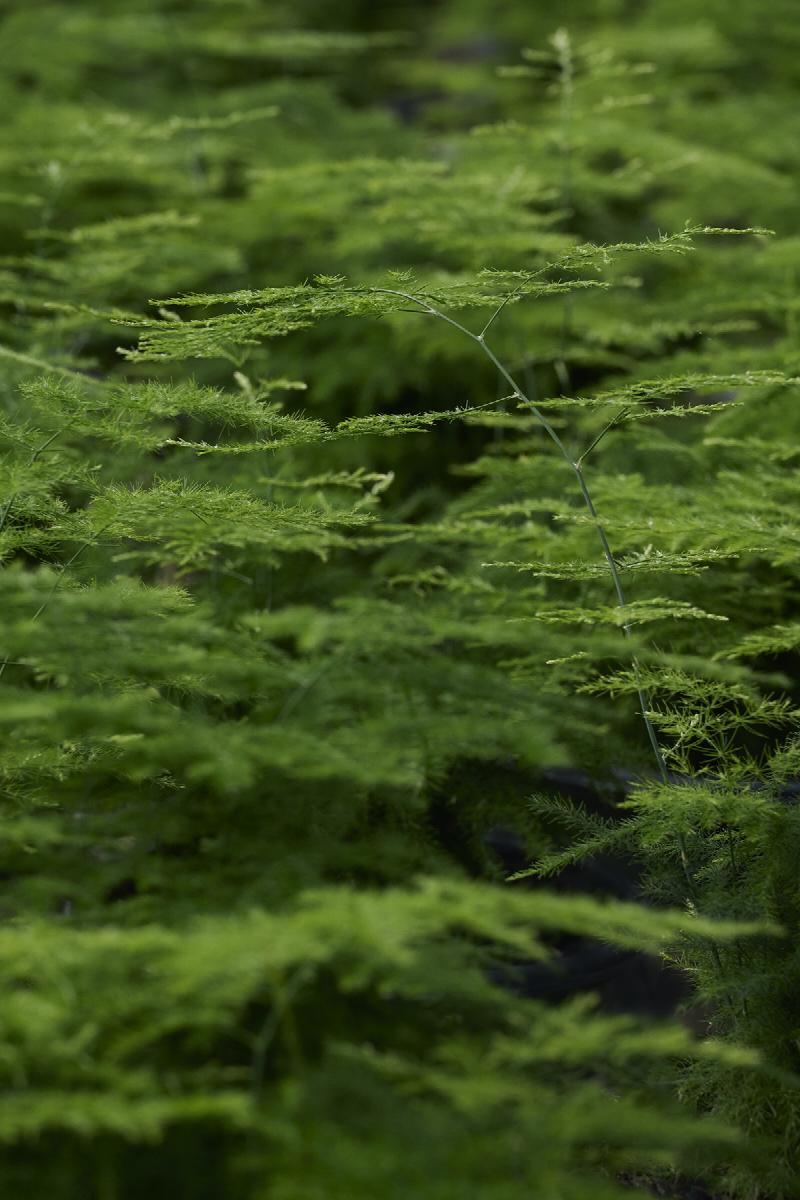 Climbing Asparagus Fern