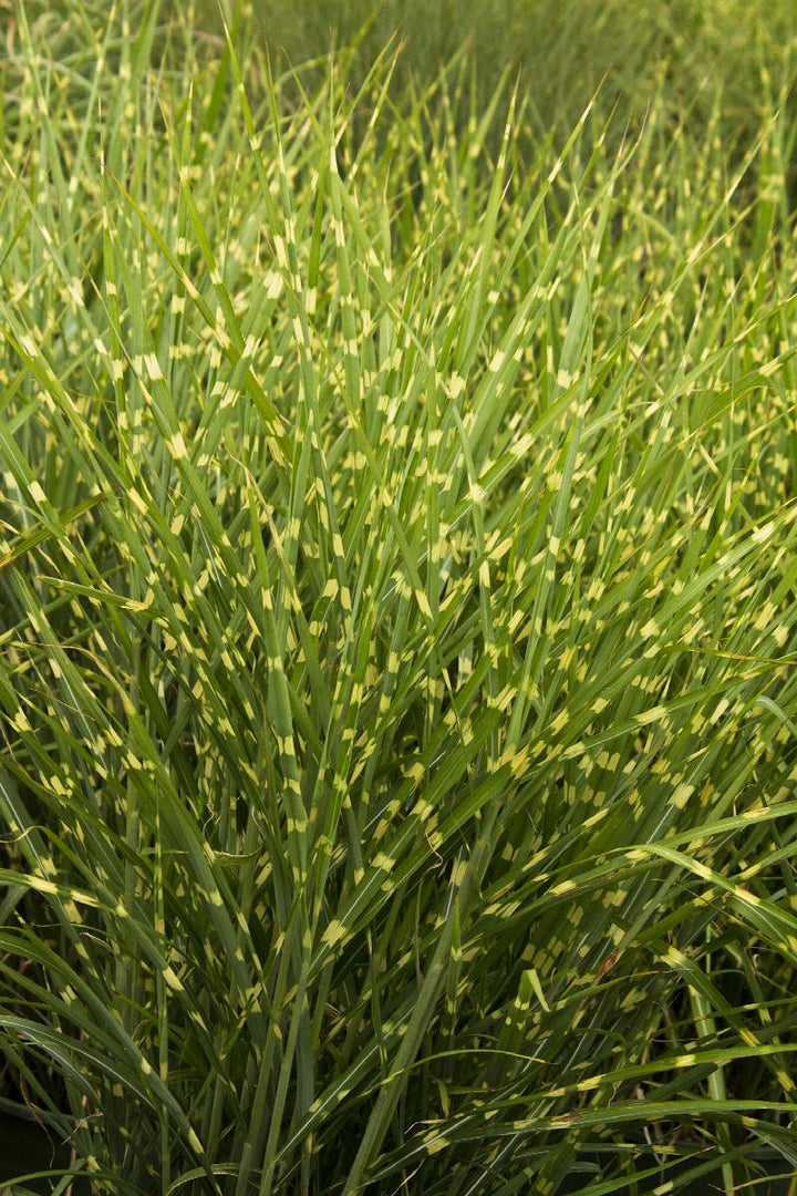 Porcupine Grass