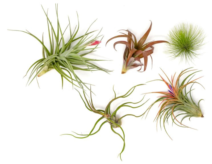 Premium Florida-Grown Tillandsia Air Plants