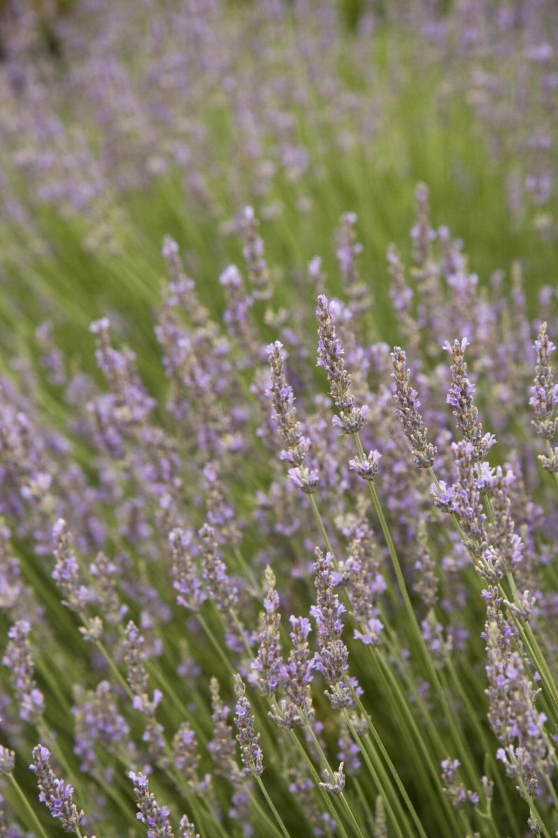 Provence Lavender